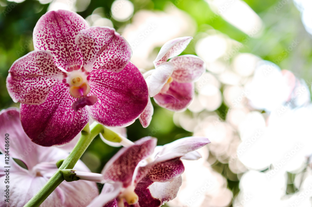 Fototapeta premium Beautiful pink purple Orchid, Vanda hybrids in garden 