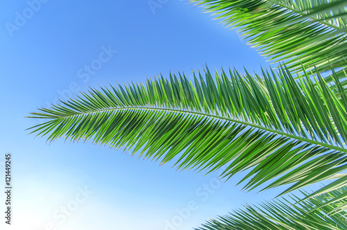 Palm leaf close with clean sky background