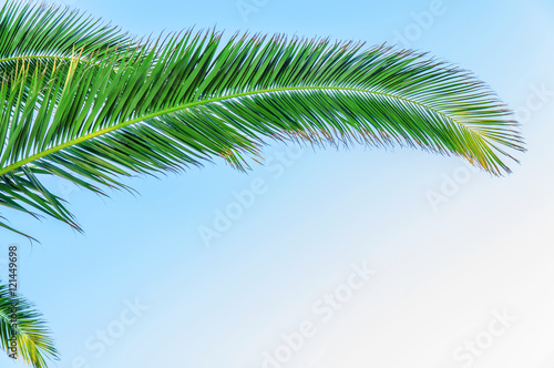 Palm leaf close with sky background