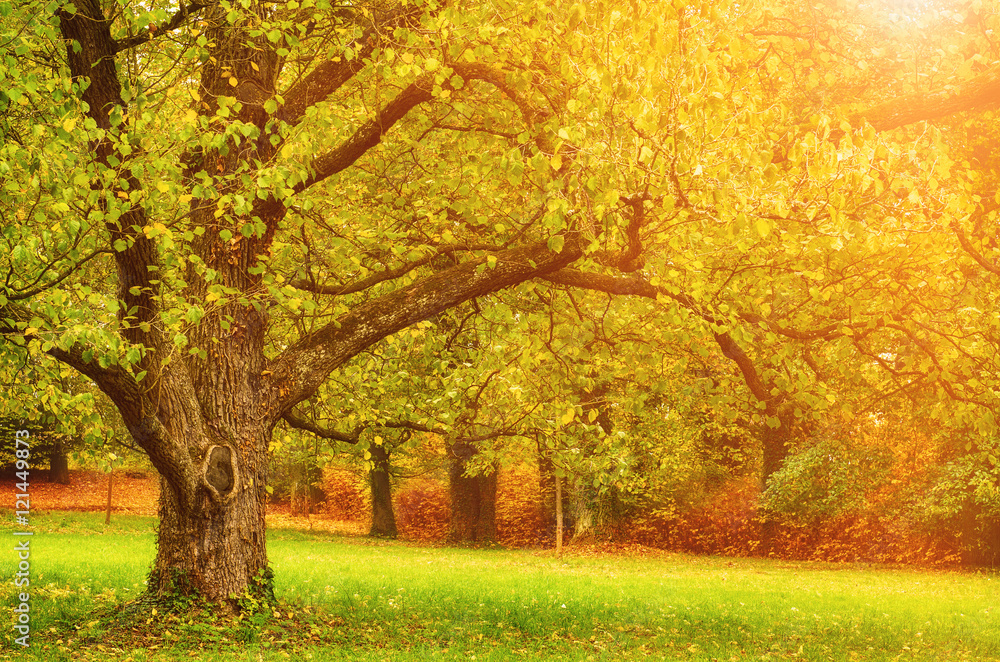 Autumn sunny park with red golden trees and meadow , natural seasonal background Autumn sunny park with red golden trees and meadow , natural seasonal background