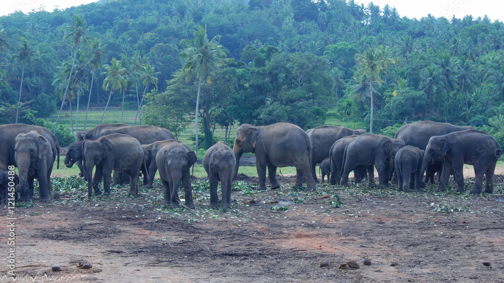 herd of elephants herd of elephants
