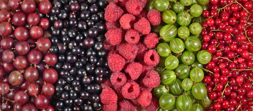 Various kinds of fresh berries as background Various kinds of fresh berries as background