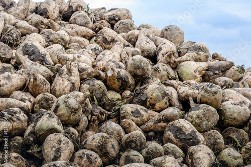 Newly harvested sugar beets in a heap from close