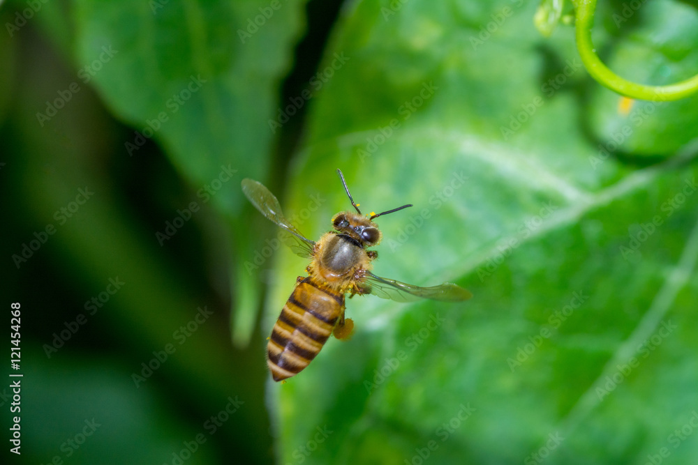 Flying bee in the green vegetable field
Flying bee in the green vegetable field