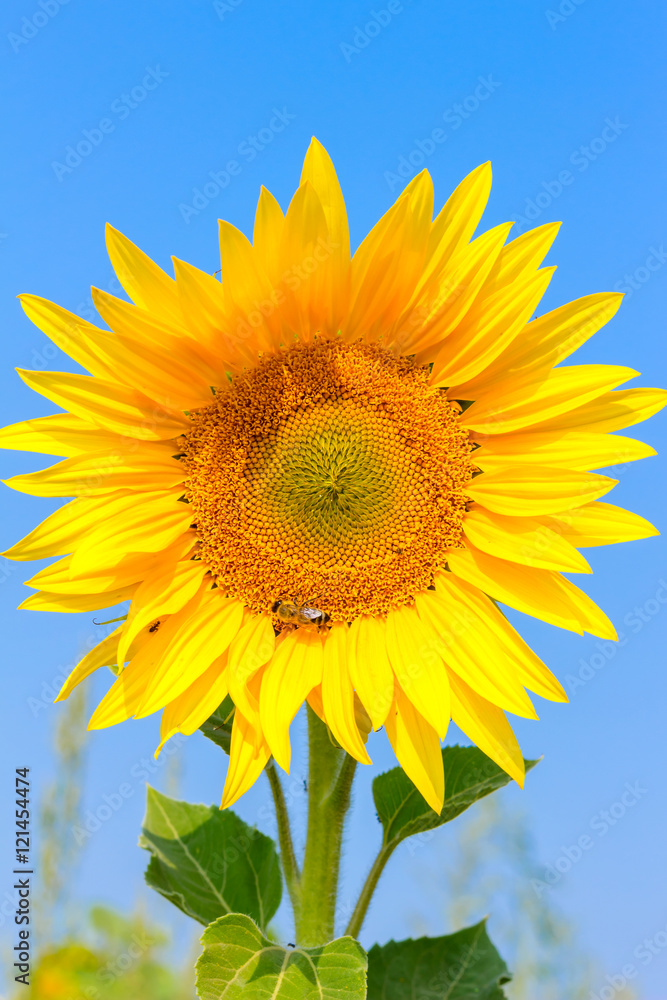 Blooming sunflower in the field under blue sky, bee collects pollen, organic background. Blooming sunflower in the field under blue sky, bee collects pollen, organic background.