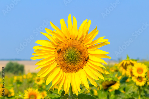 Blooming sunflower in the field under blue sky, bee collects pollen, organic background.