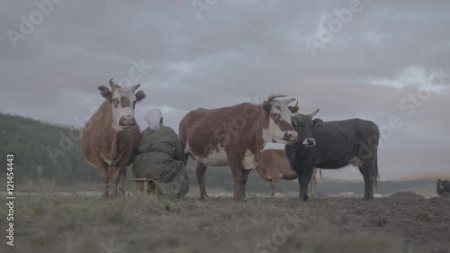 Wallpaper Mural Traites de vaches en Mongolie Torontodigital.ca