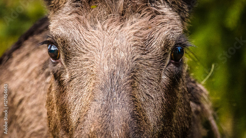 Elk close-up