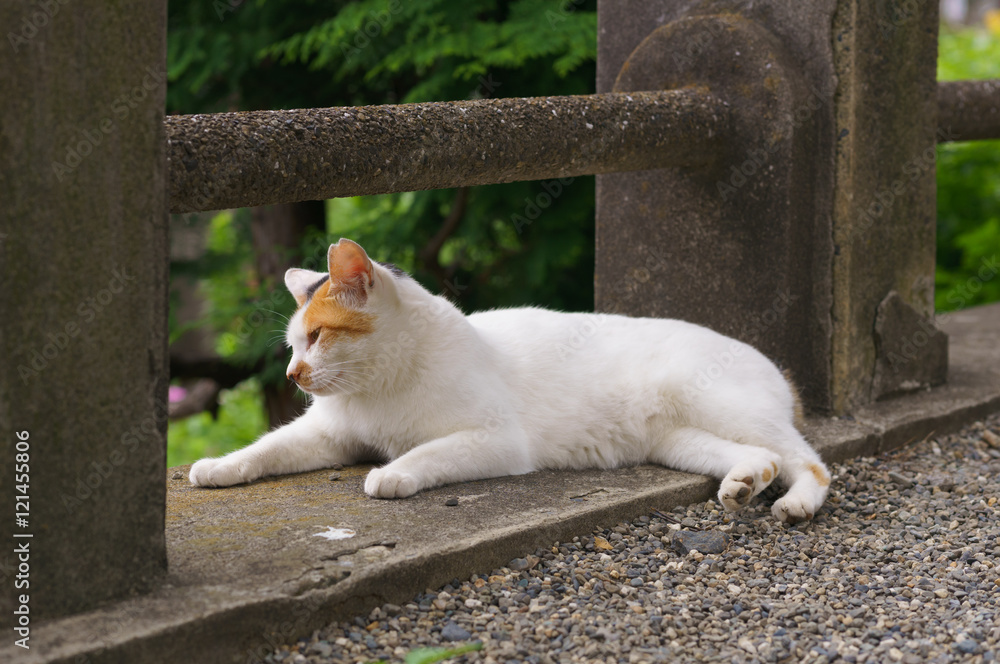 猫 猫