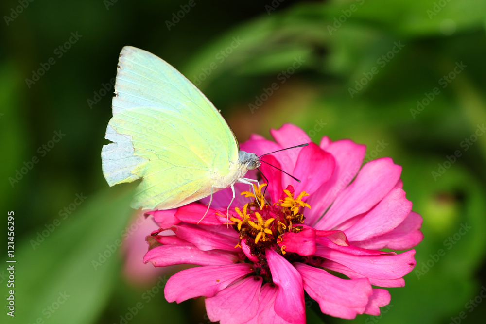 Butterflies and Flowers Butterflies and Flowers