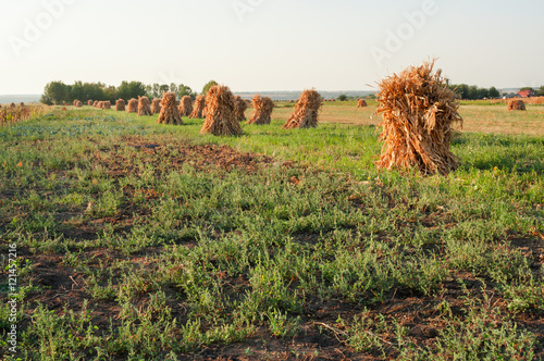 Field with sheaves of corn at sunset photo