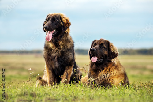 Leonberger dogs in nature
 photo