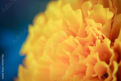 Marigold flower with bokeh