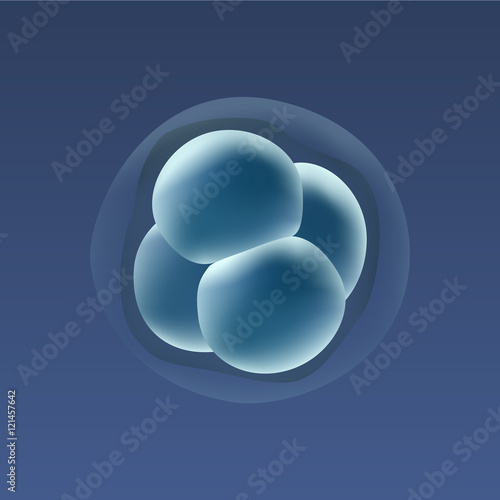 In vitro fertilization IVF . Embrio development. 4-stage cell. Illustration for web or typography magazine, brochure, flyer, poster .