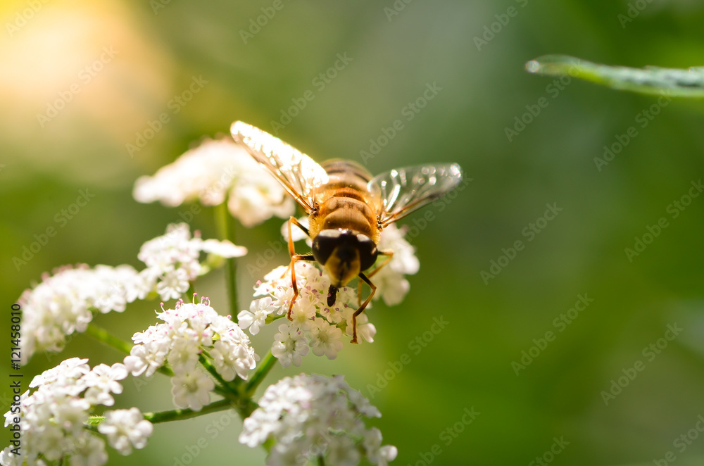Biene Biene