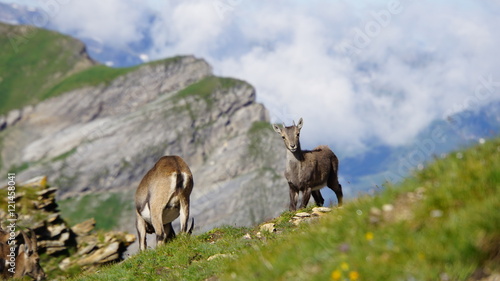 La libert   des bouquetins des alpes