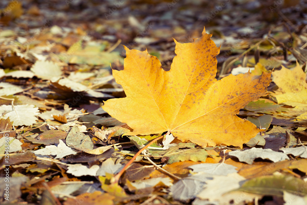 Yellowed maple leaf on the forest path