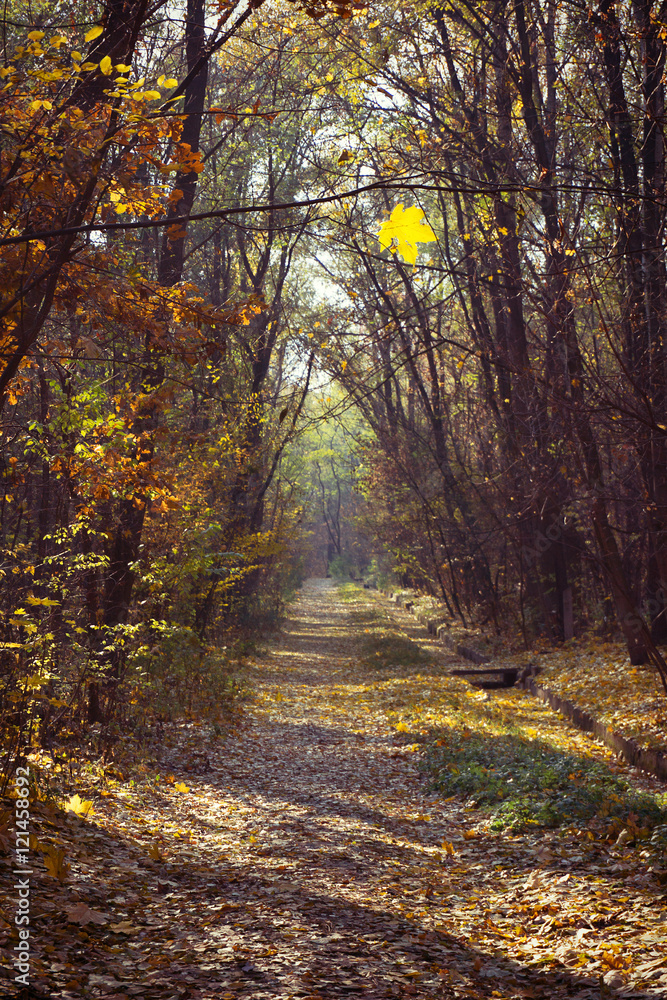 Obraz premium Yellowed maple leaf on the forest path
