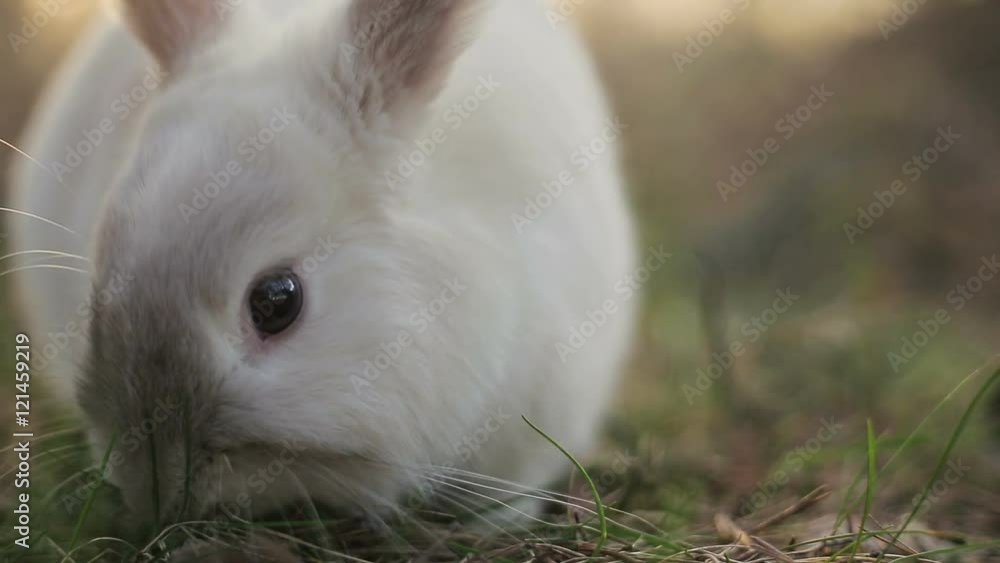 White rabbit in a summer forest White rabbit in a summer forest