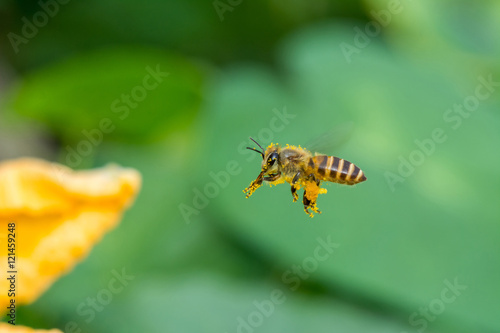 Macro of flying Bee   © zz3701