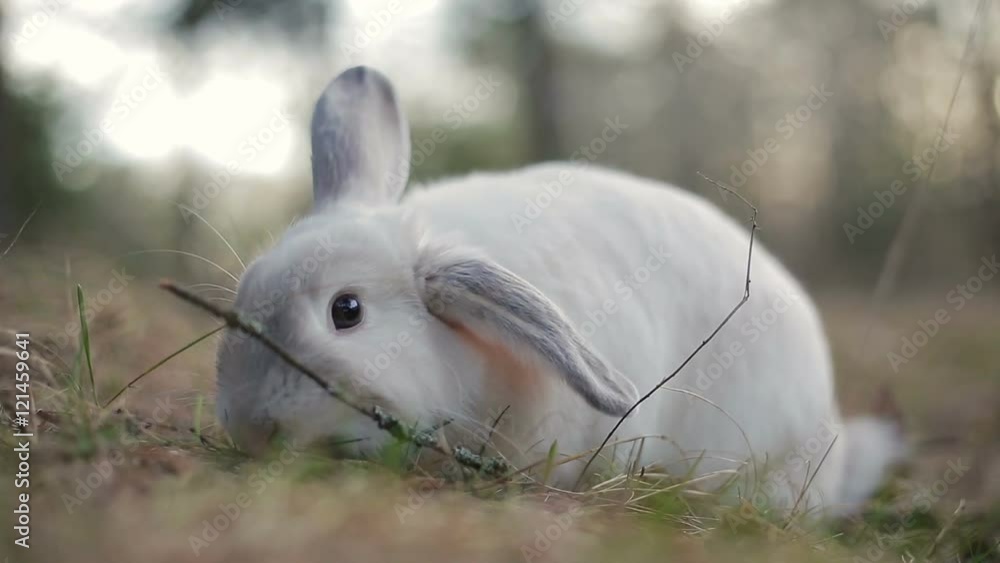 White rabbit in a summer forest White rabbit in a summer forest