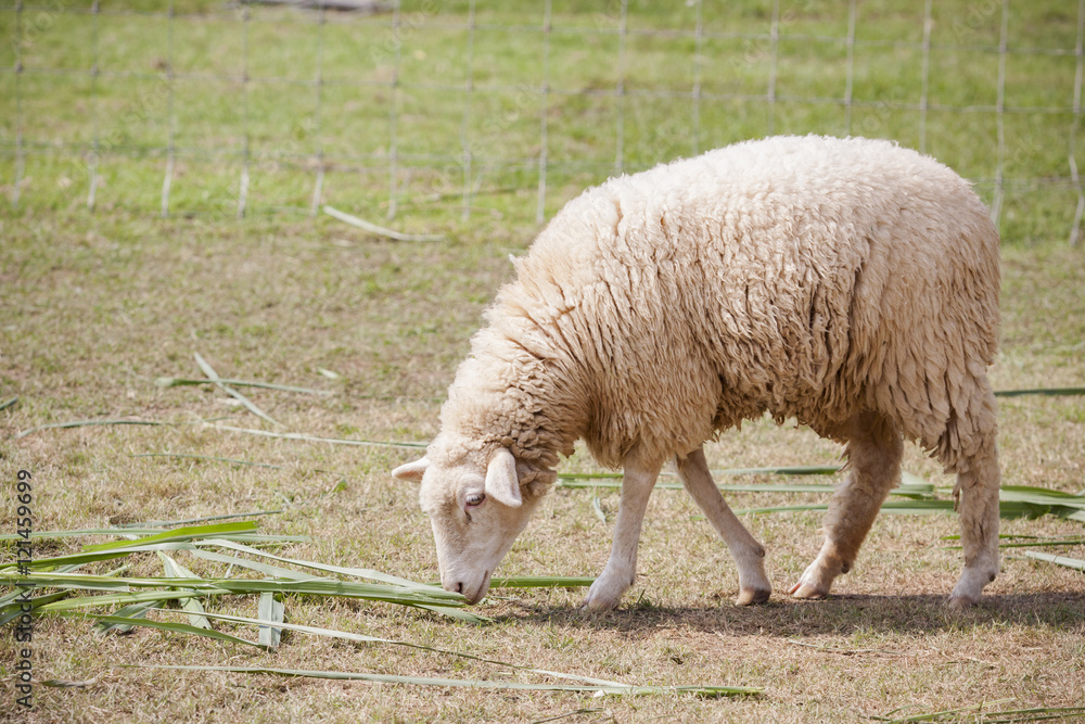 Obraz premium face of merino sheep in ranch farm use for farm animals and live