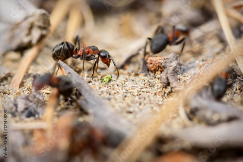 ant anthill closeup work red © Iri_sha