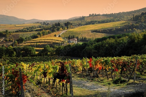 Spectacular Colored Vineyard in Autumn in Chianti, Tuscany, Italy photo