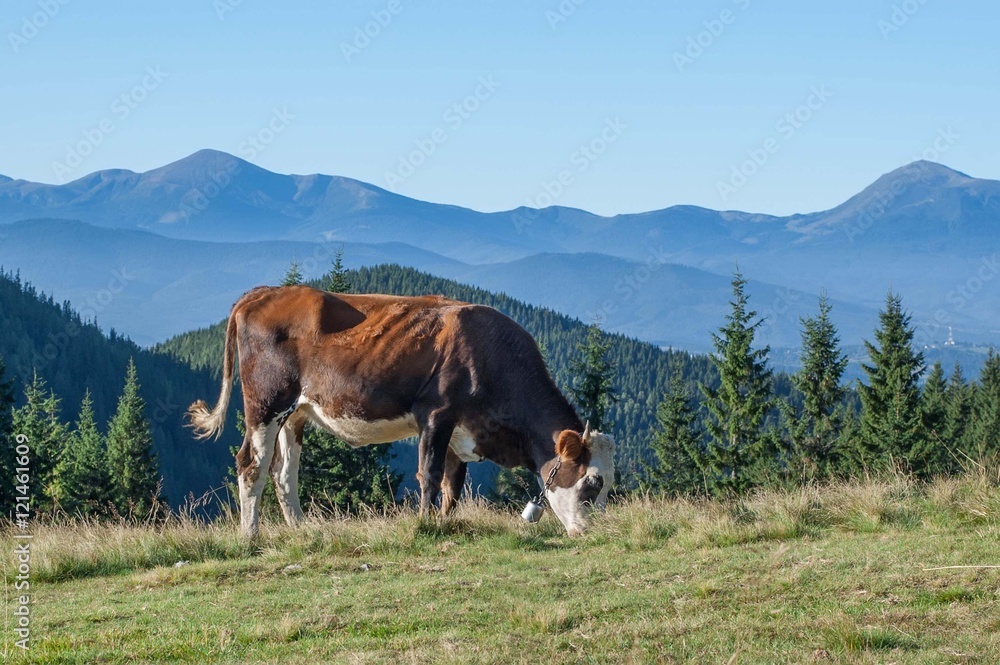 Cow is grazing in the mountains