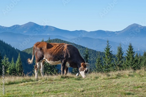 Cow is grazing in the mountains © siaivo