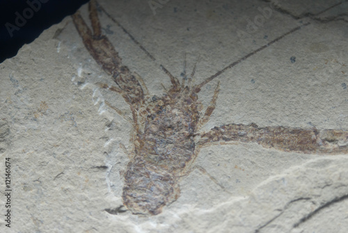 太古の海老 絶滅 化石