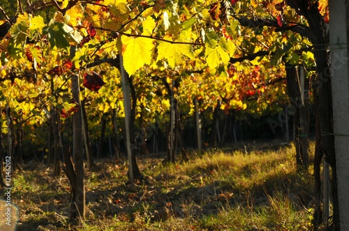 Fototapeta Naklejka Na Ścianę i Meble -  Spectacular Colored Vineyard in Autumn in Chianti, Tuscany, Italy