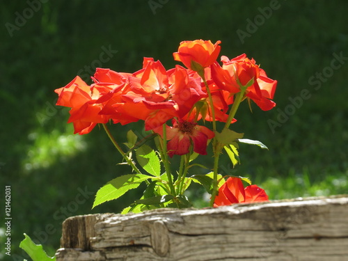 Red roses of all ages catching sunlight