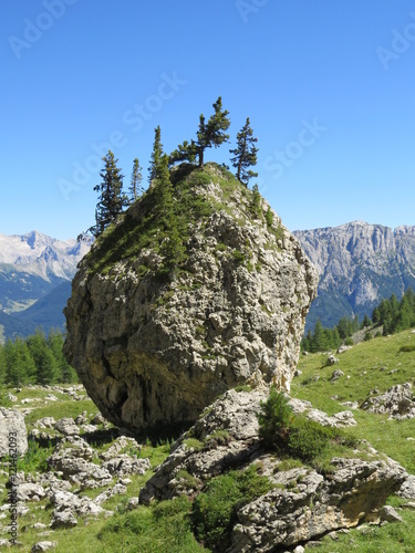 rocky trees