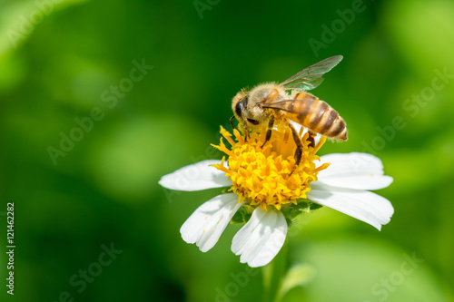 Bee working on yellow and white flower 