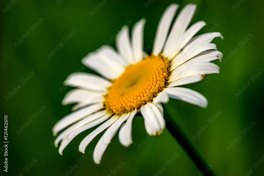 daisy flower white closeup meadow daisy flower white closeup meadow