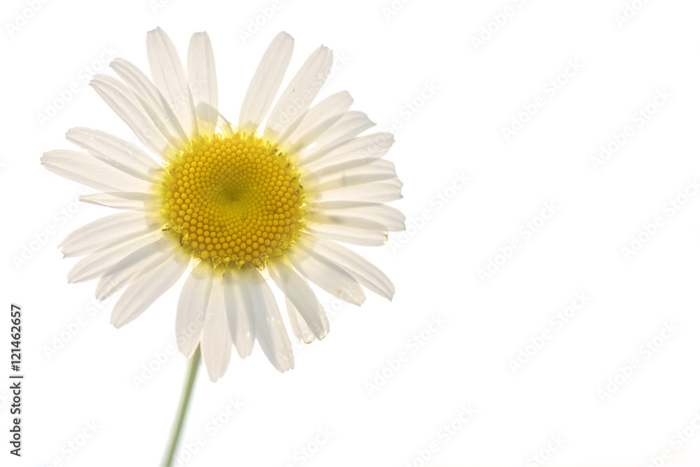 daisy flower white closeup