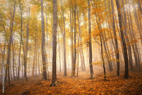 Magical colorful sunny and foggy autumn season forest landscape.