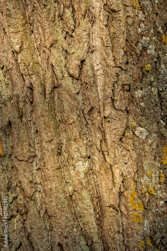 Close-up of a bark of old poplar tree