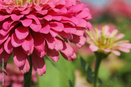 Pink zinnia with beautiful close up