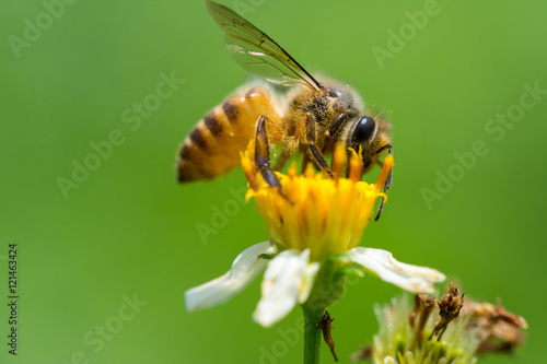 Bee collecting nectar on white and yellow Bidens pilosa flower 