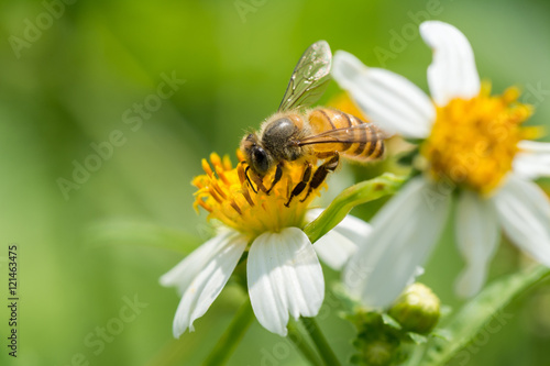 Bee collecting pollen on white and yellow Bidens pilosa flower 