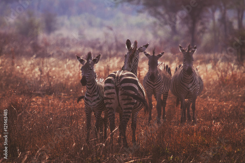 Four zebras on guard in a dry grass field in a safari in Africa