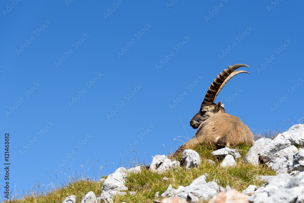 Steinbock liegend