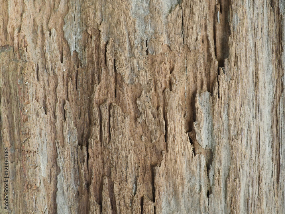 Old Wood texture,Bark texture for the background or text. Old Wood texture,Bark texture for the background or text.