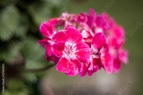 geraniums