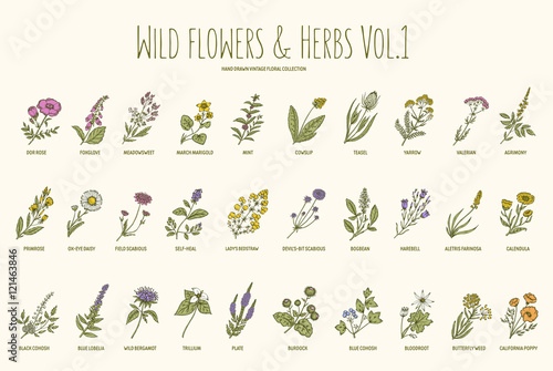 Wild flowers and herbs hand drawn set. Volume 1. Vintage vector illustration.