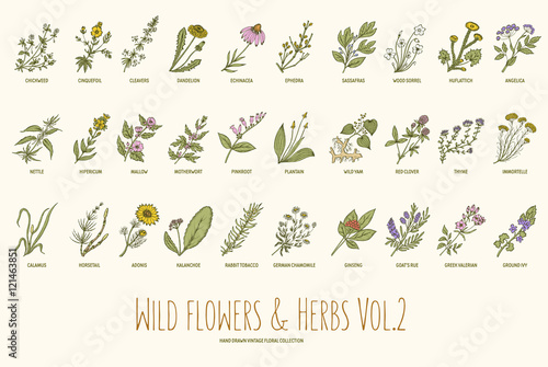 Wild flowers and herbs hand drawn set. Volume 2. Vintage vector illustration.