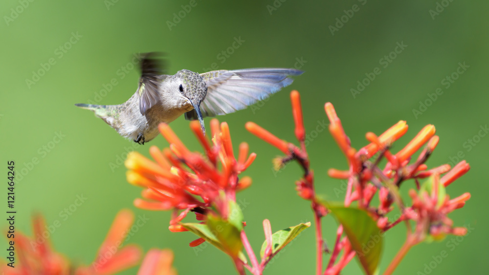 Fototapeta premium Hummingbird feeding