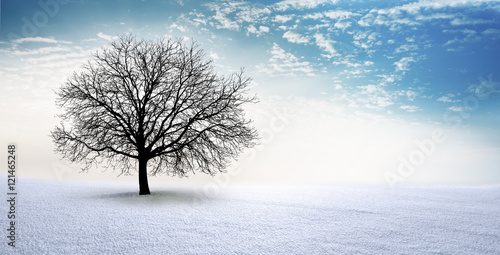 Kahler Baum im Schnee
